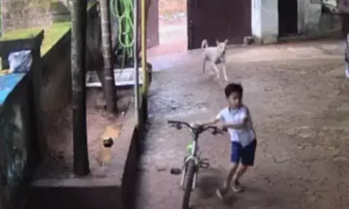 സൈക്കിളുമായി വീട്ടില്‍നിന്നും ഇറങ്ങിയ ആറ് വയസുകാരന് നേരെ പാഞ്ഞടുത്ത് തെരുവ് നായ; രക്ഷപ്പെട്ടത് തലനാരിഴയ്ക്ക്