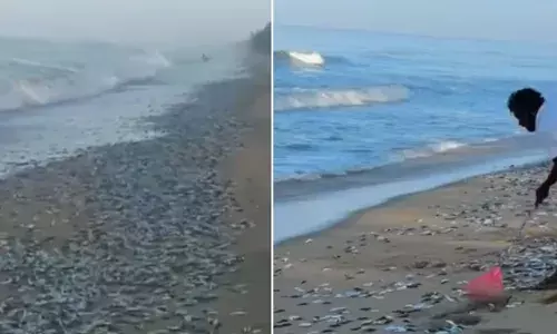 ചാകര വന്നേ..ഹൂയ്; രാവിലെ കടൽ തീരത്ത് അത്ഭുത കാഴ്ച; അലയടിച്ചെത്തിയ തിരമാലകളിൽ പെടക്കണ മത്തിയും; വാരിക്കൂട്ടാൻ ഓടിയെത്തി ജനം