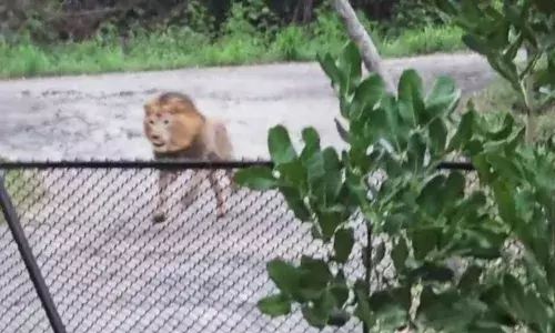 തിരച്ചിൽ നടത്തിയത് അഞ്ച് സംഘങ്ങൾ; വണ്ടല്ലൂര്‍ മൃ​ഗശാലയില്‍ കാണാതായ സിംഹം തിരിച്ചെത്തി; ശിവകാർത്തികേയൻ ദത്തെടുത്ത ശെഹര്യാർ ആരോഗ്യവാൻ