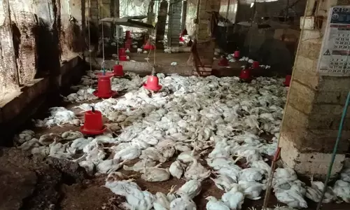 പൗൾട്രി ഫാമിൽ തെരുവുനായ്ക്കളുടെ ആക്രമണം; ചത്തത് നൂറുകണക്കിന് കോഴികൾ; സംഭവം കാഞ്ഞിരംകുളത്ത്