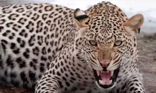 35കാരനായ കർഷകനെ പുലി ആക്രമിച്ചു; മൃതദേഹം പാതി ഭക്ഷിച്ച നിലയിൽ; പ്രതിഷേധവുമായി നാട്ടുകാർ