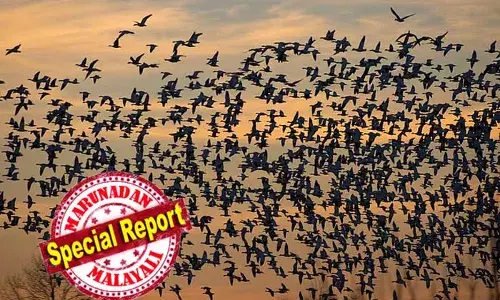 പക്ഷികള്‍ പതിവു ശീലങ്ങള്‍ മനുഷ്യരാശിക്ക് നല്‍കുന്നത് അശുഭകരമായ മുന്നറിയിപ്പോ? ദേശാടന പക്ഷികള്‍ പര്യടനം നടത്താതെ അമേരിക്കയില്‍ തുടരുന്നു; കാലാവസ്ഥാ വ്യതിയാനങ്ങള്‍ പക്ഷികളുടെ അതിജീവനം ബുദ്ധിമുട്ടാക്കുന്നുവെന്ന് കണ്ടെത്തലുകള്‍