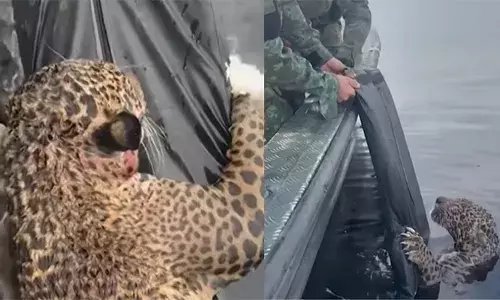 നദിയിലൂടെ ചീറിപ്പാഞ്ഞ് സൈനിക പോലീസിന്റെ ബോട്ട്; പെട്ടെന്ന് മുന്നിൽ സങ്കടപ്പെടുത്തുന്ന കാഴ്ച; വെടിയേറ്റ് ഒന്ന് നീന്താൻ കൂടി സാധിക്കാൻ പറ്റാതെ മിണ്ടാപ്രാണി; ദൃശ്യങ്ങൾ പുറത്ത്