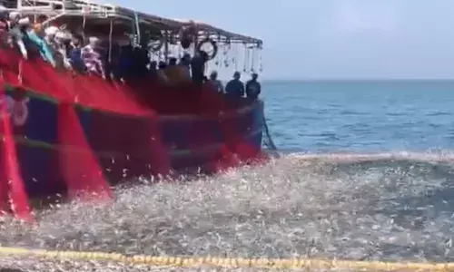 മോനെ..നല്ല കോള് ഒത്തിട്ടുണ്ട് ആഞ്ഞുവലിച്ചോ..; വലയിൽ പിടച്ച് കുടുങ്ങി മീനുകൾ; നല്ല ചാകര കിട്ടിയെന്ന് വിചാരിച്ച മത്സ്യത്തൊഴിലാളികൾക്ക് ഒടുവിൽ നിരാശ; വേദനയോടെ ആ തീരുമാനം; ദൃശ്യങ്ങൾ പുറത്ത്