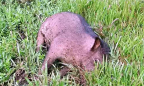 കൂട്ടത്തോടെ ചത്ത നിലയിൽ കാട്ടുപന്നികൾ; സാംപിൾ പരിശോധനയ്ക്ക് അയച്ചു; വൈറസ് ബാധയെന്ന് സംശയം; ആശങ്കയിൽ നാട്ടുകാർ