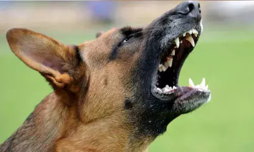 തെരുവുനായ ആക്രമണത്തിൽ അറ്റുപോയ മൂന്ന് വയസുകാരിയുടെ ചെവി തുന്നിച്ചേർത്തു; നായയെ നാട്ടുകാർ തല്ലിക്കൊന്നു; സംഭവം കൊച്ചിയിൽ