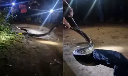 മഴയൊന്നു മാറിയതും വയനാട്ടുകാർക്ക് തലവേദന; ജനവാസ മേഖലയിൽ പരിഭ്രാന്തി പടർത്തി പെരുമ്പാമ്പ്; അതിഥിയെ മിനിറ്റുകള്‍ക്കുള്ളില്‍ പിടികൂടി സുരക്ഷിത കേന്ദ്രത്തിലേക്ക്