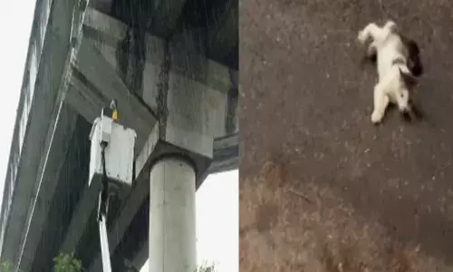 ആലുവ മെട്രോ പില്ലറിനുള്ളിൽ നിന്ന് ഒരു ദയനീയ നോട്ടം; ഞൊടിയിടയിൽ ഫയർഫോഴ്‌സ് പാഞ്ഞെത്തി; രക്ഷിക്കാൻ ശ്രമിക്കുന്നതിനിടെ താഴേക്ക് ചാടി; പൂച്ചയുടെ കാലിന് പരിക്ക്