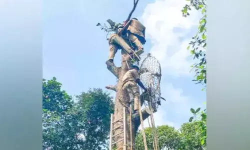 മ​രം വെ​ട്ടു​ന്ന​തി​നി​ടെ ചെറിയൊരു അബദ്ധം; മു​ക​ളി​ൽ കു​ടു​ങ്ങിയിരുന്ന്​ അ​സം സ്വ​ദേ​ശി​; രക്ഷകരായി അ​ഗ്നി ര​ക്ഷാ സേ​ന