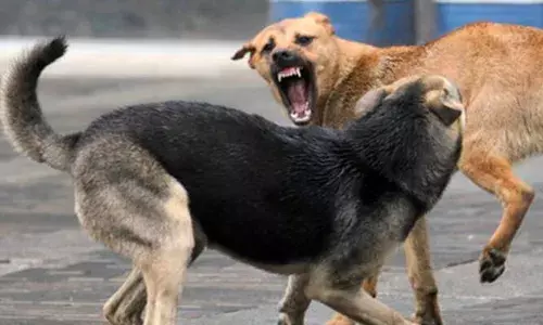 സ്‌കൂൾ പരിസരത്ത് ഒന്നാം ക്ലാസുകാരന്റെ നിലവിളി; കുട്ടിയെ നാല് തെരുവുനായ്ക്കൾ വളഞ്ഞിട്ട് ആക്രമിച്ചു; ഓടിച്ചിട്ട് ശരീരത്തിൽ കയറിനിന്ന് കടിച്ചു; പിൻഭാഗത്ത് മുറിവ്