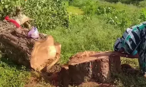 20 വർഷമായി പരിപാലിച്ചത് സ്വന്തം കുഞ്ഞിനെപ്പോലെ; വെട്ടിമാറ്റിയ അരയാൽമരത്തിന് ചുവട്ടിലിരുന്ന് പൊട്ടിക്കരഞ്ഞ് വൃദ്ധ; രണ്ട് പേർ അറസ്റ്റിൽ; കേന്ദ്രസഹമന്ത്രി കിരൺ റിജിജു പങ്കുവെച്ച വിഡിയോ സമൂഹമാധ്യമങ്ങളിൽ വൈറൽ