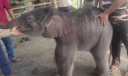 ജനിച്ചിട്ട് 15 ദിവസം, ഇനി ഇവന്‍ ഞങ്ങളുടെ കരുതലില്‍; മലവെള്ളപ്പാച്ചിലില്‍പ്പെട്ട കുട്ടിയാനയ്ക്ക് രക്ഷകരായി വനംവകുപ്പ്