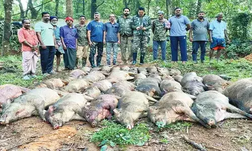 കാളികാവ് പഞ്ചായത്തില്‍ 36 കാട്ടുപന്നികളെ വെടിവെച്ചു കൊന്നു; ഒരു ദിവസത്തെ ഏറ്റവും വലിയ വേട്ട