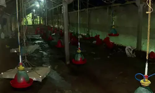 മഴ ഒന്ന് പെയ്ത് തോർന്നതും എങ്ങും നിസ്സഹായ കാഴ്ചകൾ; ഫാമിൽ വെള്ളം കയറി ചത്തത് രണ്ടായിരത്തോളം കോഴിക്കുഞ്ഞുങ്ങൾ; വീട്ടിലെ ഉപകരണങ്ങളും ഒഴുകിപോയി; സംഭവം മലപ്പുറത്ത്