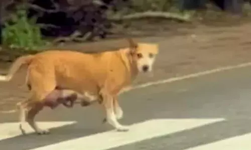 രാവിലെ നടക്കാനിറങ്ങിയവർക്ക് നേരെ പാഞ്ഞെടുത്തു; എല്ലാവരും രക്ഷപ്പെടുന്നത് ജസ്റ്റ് മിസ്സിന്; മലപ്പുറത്ത് തെരുവുനായ ഭീതിയിൽ നാട്ടുകാർ