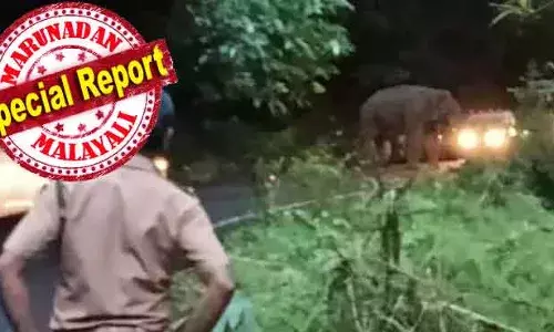 പനമറിച്ചിട്ടാല്‍ അത് തിന്ന് തീരുന്നതുവരെ റോഡില്‍ തന്നെ നില്‍ക്കും; മദപ്പാടുളളതു കൊണ്ട് ആരും ഫോട്ടോ എടുക്കാന്‍ ശ്രമിച്ച് പ്രകോപനമുണ്ടാക്കരുത്; സഞ്ചാരികളുടെ ദീപാവലി കാഴ്ചകള്‍ക്ക് തിരിച്ചടിയായി കബാലിയുടെ പരാക്രമം; മലക്കപ്പാറയില്‍ കബാലി തടസ്സമുണ്ടാക്കുമ്പോള്‍