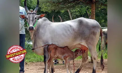 ദിവസവും പന്ത്രണ്ട് ലിറ്റര്‍ പാല്‍ ലഭിക്കുമെന്നും പാല്‍ കുറഞ്ഞാല്‍ പശുവിനെ തിരികെ എടുക്കാമെന്നും ഉറപ്പ്; ഒരു മാസം കറന്നിട്ടും കിട്ടിയത് ആറ് ലിറ്റര്‍ മാത്രം; വിശ്വാസ വഞ്ചനയ്ക്കും ചതിക്കുമെതിരെ പരാതി;  82,000 രൂപ നഷ്ടപരിഹാരം നല്‍കാന്‍ ഉത്തരവ്