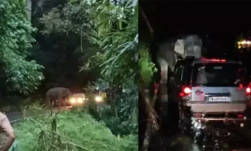 കബാലിയെ വാഹനം ഇടിപ്പിച്ച് പ്രകോപിപ്പിക്കാന്‍ ശ്രമം; നടപടിയെടുക്കുമെന്ന് വനം വകുപ്പ്