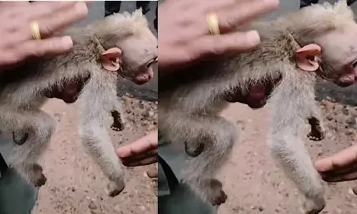 ഷോക്കേറ്റ് താഴെ വീണ കുരുന്നു ജീവൻ; വീഴ്ചയുടെ ആഘാതത്തിൽ നെറ്റിയിൽ പരിക്ക്; ഒടുവിൽ കുരങ്ങുകൾക്ക് രക്ഷകരായി വനസംരക്ഷണസമിതി പ്രവർത്തകർ