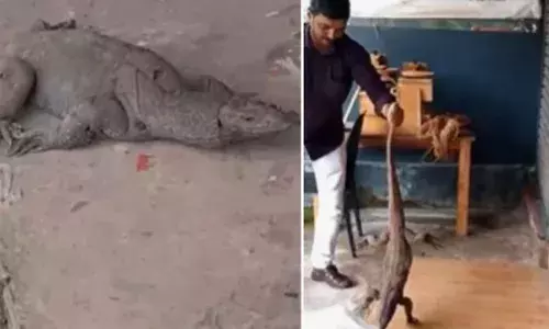 സപ്ലൈകോ ഓട്ട്ലെറ്റിന് സമീപം ജീവന് വേണ്ടി പിടഞ്ഞ് ഒരു മിണ്ടാപ്രാണി; പരിക്കേറ്റ നിലയിൽ ഉടുമ്പ്; നിസ്സഹായ കാഴ്ച കണ്ടുനിൽക്കവേ രക്ഷകനായി റസ്ക്യുവർ; ഒടുവിൽ സംഭവിച്ചത്