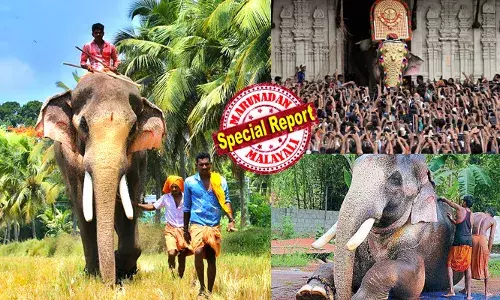 എല്ലാ ഗജലക്ഷണങ്ങളും തികഞ്ഞ ആന;  ആനപ്രേമികളുടെ രാമരാജന്‍;  കേരളത്തില്‍ ഏകഛത്രാധിപതി പട്ടമുള്ള ആന; പൂരപ്പറമ്പുകളിലെ സൂപ്പര്‍സ്റ്റാറിന് ഇനി മറ്റൊരു വിശേഷണംകൂടി;  റെക്കോര്‍ഡ് ഏക്കത്തുക നേടി തെച്ചിക്കോട്ടുകാവ് രാമചന്ദ്രന്‍; അക്കിക്കാവ് പൂരത്തിനെത്തുക 13ലക്ഷത്തി അമ്പതിനായിരം രൂപയ്ക്ക്