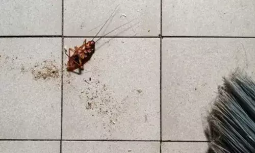 വീടിനുള്ളിൽ ഭയങ്കര പാറ്റ ശല്യം; നേരെ നടക്കാൻ പോലും കഴിയാത്ത അവസ്ഥ; രണ്ടുംകല്പിച്ച്‌ അപ്പാർട്മെന്റിൽ യുവതി കാട്ടിക്കൂട്ടിയത്; എല്ലാം കണ്ടുനിന്ന അയൽവാസിക്ക് ദാരുണാന്ത്യം