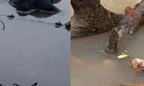 കഴിഞ്ഞ ഒരാഴ്ചയ്ക്കിടെ കരമനയാറ്റിൽ അസാധാരണ കാഴ്ച; ഒരേയിടത്ത് മരക്കമ്പുകൾക്കിടയിൽ കമഴ്ന്നു കിടക്കുന്നതിൽ ദുരൂഹത; പരിശോധനയിൽ ഞെട്ടൽ; പോലീസ് അന്വേഷണം തുടങ്ങി