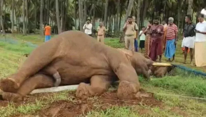 കാടിറങ്ങി ജനവാസ മേഖലയില് നിരന്തരം പരിഭ്രാന്തി സൃഷ്ടിക്കുന്ന റോലക്സ്;  വൈദ്യുതി പോസ്റ്റ് തകര്ന്ന് ഷോക്കടിച്ചു; ഒറ്റയാന് വൈദ്യുതാഘാതമേറ്റ് ചരിഞ്ഞ നിലയില് കാടിറങ്ങി ജനവാസ മേഖലയില് നിരന്തരം പരിഭ്രാന്തി സൃഷ്ടിക്കുന്ന റോലക്സ്;  വൈദ്യുതി പോസ്റ്റ് തകര്ന്ന് ഷോക്കടിച്ചു; ഒറ്റയാന് വൈദ്യുതാഘാതമേറ്റ് ചരിഞ്ഞ നിലയില്