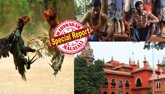 ഡെയ് തമ്പി വിട്ടിടാതെ..; ധനുഷ് നായകനായ ആടുകളം സിനിമയിൽ വളരെ മനോഹരമായി ചിത്രീകരിച്ച രംഗങ്ങൾ; ആ ഫൈറ്റ് ഒരു തവണയെങ്കിലും നേരിൽ കാണാൻ തോന്നിയ നിമിഷം; പക്ഷെ..റിയൽ ലൈഫിൽ അത്ര കൂളല്ല ഇത്; തമിഴ്നാട്ടിലെ കോഴിപ്പോര് സാംസ്കാരിക അവകാശം അല്ലെന്ന് മദ്രാസ് ഹൈക്കോടതി; പതിറ്റാണ്ടുകളുടെ ചരിത്രം മൺമറയുമോ? ഡെയ് തമ്പി വിട്ടിടാതെ..; ധനുഷ് നായകനായ ആടുകളം സിനിമയിൽ വളരെ മനോഹരമായി ചിത്രീകരിച്ച രംഗങ്ങൾ; ആ ഫൈറ്റ് ഒരു തവണയെങ്കിലും നേരിൽ കാണാൻ തോന്നിയ നിമിഷം; പക്ഷെ..റിയൽ ലൈഫിൽ അത്ര കൂളല്ല ഇത്; തമിഴ്നാട്ടിലെ കോഴിപ്പോര് സാംസ്കാരിക അവകാശം അല്ലെന്ന് മദ്രാസ് ഹൈക്കോടതി; പതിറ്റാണ്ടുകളുടെ ചരിത്രം മൺമറയുമോ?