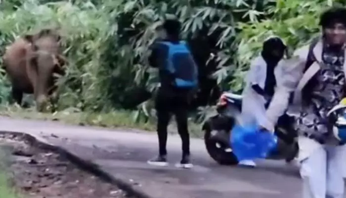 ആവശ്യമില്ലാതെ കാട്ടാനകളെ പ്രകോപിപ്പിച്ച് സഞ്ചാരികൾ; മുന്നിലേക്ക് ചാടിയെടുത്ത് കൊമ്പൻ; ജീവൻ തിരിച്ചുകിട്ടിയത് ഭാഗ്യം ആവശ്യമില്ലാതെ കാട്ടാനകളെ പ്രകോപിപ്പിച്ച് സഞ്ചാരികൾ; മുന്നിലേക്ക് ചാടിയെടുത്ത് കൊമ്പൻ; ജീവൻ തിരിച്ചുകിട്ടിയത് ഭാഗ്യം