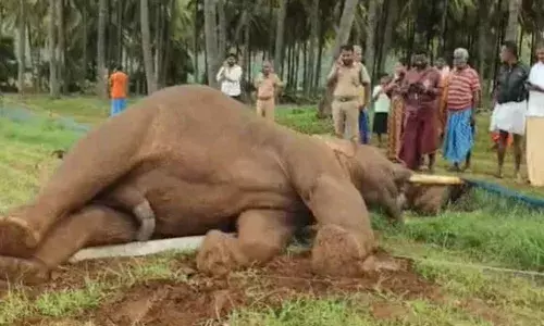 കാടിറങ്ങി ജനവാസ മേഖലയില്‍ നിരന്തരം പരിഭ്രാന്തി സൃഷ്ടിക്കുന്ന റോലക്‌സ്;  വൈദ്യുതി പോസ്റ്റ് തകര്‍ന്ന് ഷോക്കടിച്ചു; ഒറ്റയാന്‍ വൈദ്യുതാഘാതമേറ്റ് ചരിഞ്ഞ നിലയില്‍