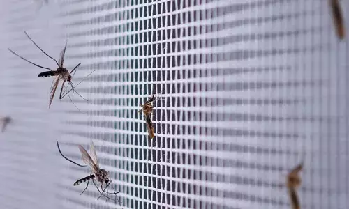 വൈകിട്ടായാൽ ഭയങ്കര ശല്യം; മൂളൽ ശബ്ദത്തിൽ ചെവിയ്ക്ക് ചുറ്റും പറന്ന് കടിക്കും; വീട്ടിൽ കൊതുക് ശല്യമുണ്ടോ?; അവയെ അകറ്റാൻ ഇതാ..കുറച്ച് വഴികൾ; അറിയാം..