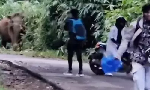 ആവശ്യമില്ലാതെ കാട്ടാനകളെ പ്രകോപിപ്പിച്ച് സഞ്ചാരികൾ; മുന്നിലേക്ക് ചാടിയെടുത്ത് കൊമ്പൻ; ജീവൻ തിരിച്ചുകിട്ടിയത് ഭാഗ്യം