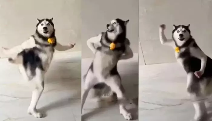 ഇപ്പൊ...ഇൻസ്റ്റ തുറന്നാൽ കാണുന്നത് മുഴുവൻ ഹസ്കി മയം; തമിഴ് ഗാനത്തിന്റെ ചെറിയൊരു പോർഷനിടയിൽ ചെക്കന്റെ തീ..പെർഫോമൻസ്; സോഷ്യൽ മീഡിയ തൂക്കിയ ആ എഐ വീഡിയോയുടെ പിന്നിലാര്?