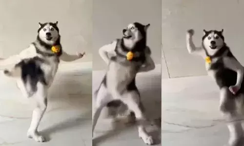 ഇപ്പൊ...ഇൻസ്റ്റ തുറന്നാൽ കാണുന്നത് മുഴുവൻ ഹസ്കി മയം; തമിഴ് ഗാനത്തിന്റെ ചെറിയൊരു പോർഷനിടയിൽ ചെക്കന്റെ തീ..പെർഫോമൻസ്; സോഷ്യൽ മീഡിയ തൂക്കിയ ആ എഐ വീഡിയോയുടെ പിന്നിലാര്?