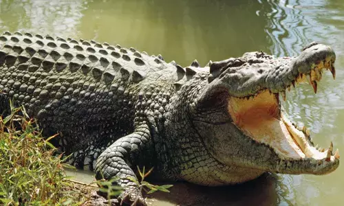 വേലിയേറ്റ സമയത്ത് ചൂണ്ടയിടാൻ ഇറങ്ങി; മീനിന് പകരം വലയിൽ കുരുങ്ങിയത് ഭീകരൻ മുതല; 14കാരന്റെ കാലിലും വയറിലും ഗുരുതര പരിക്ക്