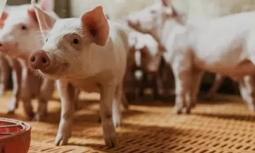 തൃശൂരില്‍ ആഫ്രിക്കന്‍ പന്നിപ്പനി സ്ഥിരീകരിച്ചു;  മണ്ണുത്തിയിലെ പന്നിഫാമില്‍ 30ഓളം പന്നികള്‍ക്ക് രോഗബാധ