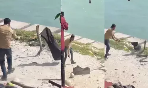 ഒരു തടാകത്തിന് സമീപത്തെ മണലിൽ കണ്ടത് അതിഭീകരമായ കാഴ്ച; പത്തി വിടർത്തി നിവർന്ന് നിന്ന അതിഥിയെ കണ്ട് ആൾക്കൂട്ടം കുതറിമാറി; ഉയർന്നുപൊങ്ങി ചാടി കടിക്കാനും ശ്രമം; ഒടുവിൽ സംഭവിച്ചത്