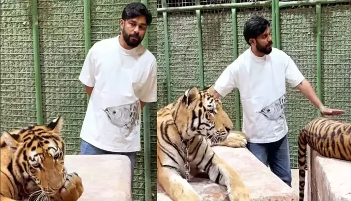 ടാ ചെറുക്കാ, ഇനി മേലാൽ ചാടിപ്പോവരുത്.. എപ്പോഴും പിടിച്ചുകൊടുക്കാനാവില്ല; കടുവക്കൂട്ടിൽ കയറിയ ഷറഫുദ്ദീന്റെ വീഡിയോ സമൂഹ മാധ്യമങ്ങളിൽ വൈറൽ; എടാ ഗിരിരാജൻ കോഴി നീയോയെന്ന് കമന്റ് ടാ ചെറുക്കാ, ഇനി മേലാൽ ചാടിപ്പോവരുത്.. എപ്പോഴും പിടിച്ചുകൊടുക്കാനാവില്ല; കടുവക്കൂട്ടിൽ കയറിയ ഷറഫുദ്ദീന്റെ വീഡിയോ സമൂഹ മാധ്യമങ്ങളിൽ വൈറൽ; എടാ ഗിരിരാജൻ കോഴി നീയോയെന്ന് കമന്റ്