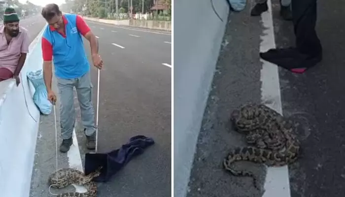 ദേശീയ പാത ഓവർ ബ്രിഡ്ജിലെ അതിഥിയെ കണ്ടത് പ്രഭാത നടത്തത്തിനിറങ്ങിയവർ; കാവൽ നിന്ന് നാട്ടുകാർ; പിടികൂടിയത് മലമ്പാമ്പിനെ