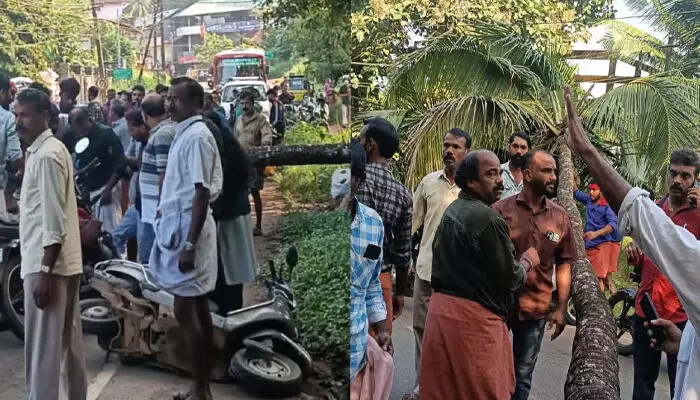 ഓടിക്കൊണ്ടിരുന്ന സ്കൂട്ടറിന് മുകളിലേക്ക് തെങ്ങ് കടപുഴകി വീണ് യുവാവിന്റെ തലയ്ക്ക് ഗുരുതര പരിക്ക്; സംഭവം പാലക്കാട് ഓടിക്കൊണ്ടിരുന്ന സ്കൂട്ടറിന് മുകളിലേക്ക് തെങ്ങ് കടപുഴകി വീണ് യുവാവിന്റെ തലയ്ക്ക് ഗുരുതര പരിക്ക്; സംഭവം പാലക്കാട്