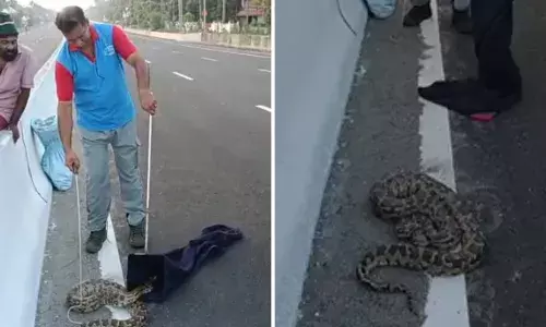 ദേശീയ പാത ഓവർ ബ്രിഡ്ജിലെ അതിഥിയെ കണ്ടത് പ്രഭാത നടത്തത്തിനിറങ്ങിയവർ; കാവൽ നിന്ന് നാട്ടുകാർ; പിടികൂടിയത് മലമ്പാമ്പിനെ