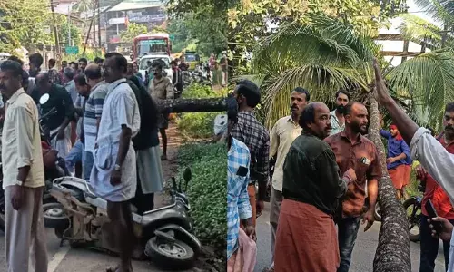 ഓടിക്കൊണ്ടിരുന്ന സ്കൂട്ടറിന് മുകളിലേക്ക് തെങ്ങ് കടപുഴകി വീണ് യുവാവിന്റെ തലയ്ക്ക് ഗുരുതര പരിക്ക്; സംഭവം പാലക്കാട്