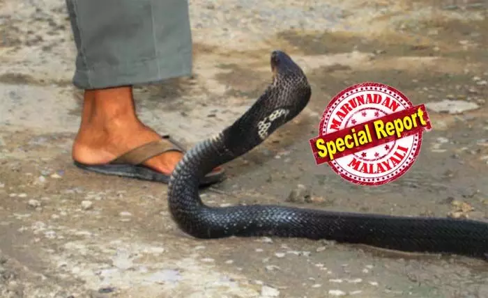 വന്യജീവി സംഘര്ഷത്തില് മനുഷ്യ ജീവനെടുക്കുന്നതില് മുന്നില് പാമ്പുകള്; വനംവകുപ്പിന്റെ കണക്ക് പ്രകാരം നാല് വര്ഷത്തിനിടെ പാമ്പു കടിയേറ്റ് മരിച്ചത് 1,158 പേര്; കാട്ടാനയുടെ ആക്രമണത്തില് മരിച്ചത്  290 പേരും; പാമ്പുകടി മരണം പൂര്ണമായി ഇല്ലാതാക്കാനുള്ള ദൗത്യത്തിലെന്ന് വനംവകുപ്പ് വന്യജീവി സംഘര്ഷത്തില് മനുഷ്യ ജീവനെടുക്കുന്നതില് മുന്നില് പാമ്പുകള്; വനംവകുപ്പിന്റെ കണക്ക് പ്രകാരം നാല് വര്ഷത്തിനിടെ പാമ്പു കടിയേറ്റ് മരിച്ചത് 1,158 പേര്; കാട്ടാനയുടെ ആക്രമണത്തില് മരിച്ചത്  290 പേരും; പാമ്പുകടി മരണം പൂര്ണമായി ഇല്ലാതാക്കാനുള്ള ദൗത്യത്തിലെന്ന് വനംവകുപ്പ്