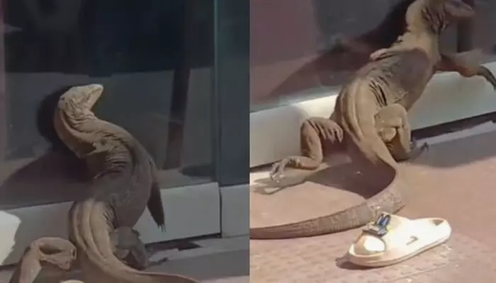 അയ്യോ.. ഇത് ഞാൻ തന്നെയല്ലേ..; എ.ടി എമ്മിന് പുറത്ത് ക്ഷണിക്കാതെ എത്തിയ ഒരു അതിഥി; ഗ്ലാസിലെ സ്വന്തം പ്രതിബിംബം കണ്ട് വെപ്രാളം; ഉടുമ്പിനെ കാണാൻ തടിച്ചുകൂടിയത് നിരവധി പേർ അയ്യോ.. ഇത് ഞാൻ തന്നെയല്ലേ..; എ.ടി എമ്മിന് പുറത്ത് ക്ഷണിക്കാതെ എത്തിയ ഒരു അതിഥി; ഗ്ലാസിലെ സ്വന്തം പ്രതിബിംബം കണ്ട് വെപ്രാളം; ഉടുമ്പിനെ കാണാൻ തടിച്ചുകൂടിയത് നിരവധി പേർ