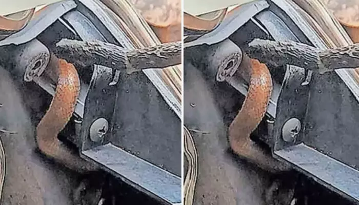 ഓടിക്കൊണ്ടിരുന്ന സ്‌കൂട്ടറിൽ എന്തോ..അനങ്ങുന്നത് ശ്രദ്ധിച്ചു; പെട്ടെന്ന് ബ്രേക്ക് പിടിച്ചപ്പോൾ തലപൊക്കിയത് ഉഗ്രൻ വിഷപാമ്പ്; അദ്ധ്യാപിക രക്ഷപ്പെട്ടത് ഭാഗ്യം കൊണ്ട്