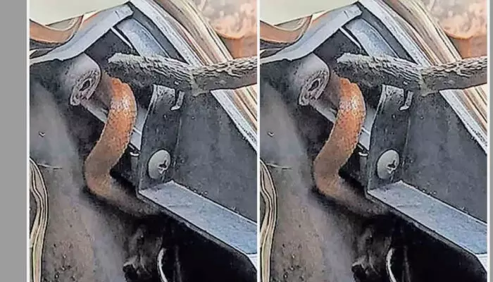 ഓടിക്കൊണ്ടിക്കെ സ്‌കൂട്ടറിന്റെ ബ്രേക്ക് പിടിച്ചപ്പോള്‍ വിഷപ്പാമ്പ് തലപൊക്കി പുറത്തേക്ക്;  യാത്രക്കാരി രക്ഷപ്പെട്ടത് തലനാരിഴക്ക്