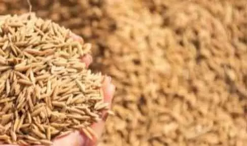 സംസ്ഥാനത്ത് നെല്ലുസംഭരണം തിങ്കളാഴ്ച മുതല്‍ പൂര്‍ണ്ണ തോതിലാകുമെന്ന പ്രതീക്ഷയില്‍ സര്‍ക്കാര്‍; മില്ലുടമകള്‍ സഹകരിച്ചില്ലെങ്കില് നേരിട്ട് ഏറ്റെടുക്കും