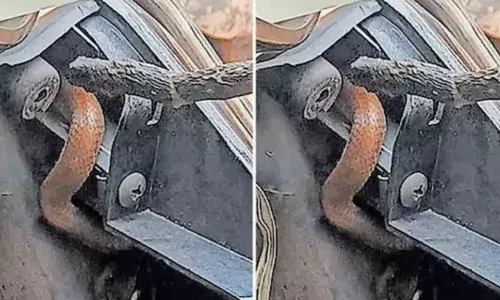 ഓടിക്കൊണ്ടിരുന്ന സ്‌കൂട്ടറിൽ എന്തോ..അനങ്ങുന്നത് ശ്രദ്ധിച്ചു; പെട്ടെന്ന് ബ്രേക്ക് പിടിച്ചപ്പോൾ തലപൊക്കിയത് ഉഗ്രൻ വിഷപാമ്പ്; അദ്ധ്യാപിക രക്ഷപ്പെട്ടത് ഭാഗ്യം കൊണ്ട്