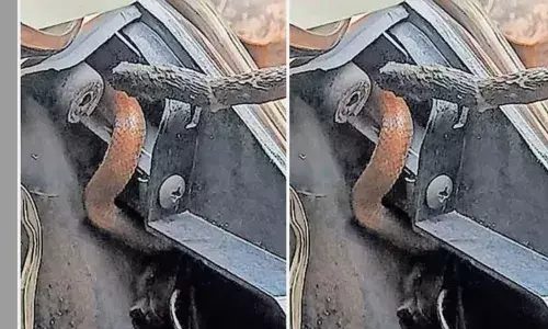 ഓടിക്കൊണ്ടിക്കെ സ്‌കൂട്ടറിന്റെ ബ്രേക്ക് പിടിച്ചപ്പോള്‍ വിഷപ്പാമ്പ് തലപൊക്കി പുറത്തേക്ക്;  യാത്രക്കാരി രക്ഷപ്പെട്ടത് തലനാരിഴക്ക്